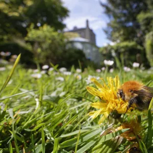 Common carder bumblebee (Bombus pascuorum) nectaring on a Dandelion (Taraxacum officinale