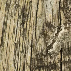 Common carpet moth (Epirrhoe alternata) camouflaged on wood, Sheffield, South Yorkshire