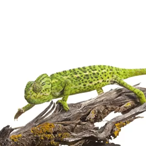 Common chameleon (Chameleo chameleo) walking along Retama bush branch, Huelva, Andalucia