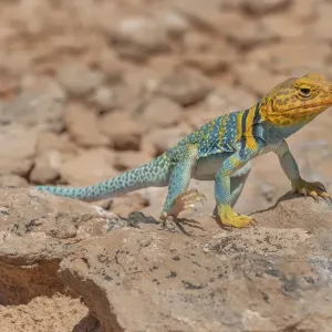 Common collared lizard Print Common collared lizard Print