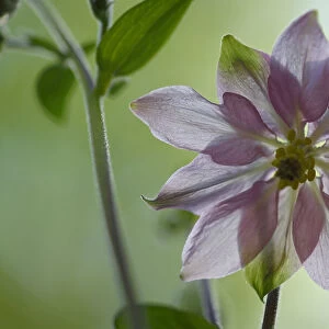 Common columbine (Aquilegia vulgaris) flower, Vosges, France, May