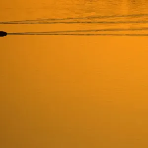 Two Common Coot (Fulica atra) swimming and leaving wakes on water. The Netherlands, July Two Common Coot (Fulica atra) swimming and leaving wakes on water. The Netherlands, July