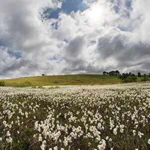 Common cottongrass (Eriophorum angustifolium) growing in a valley bog, Mendip Hills