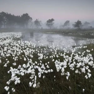 La cotonnière commune (Eriophorum angustifolium) à l'aube, Groot Schietveld, Wuustwezel. La cotonnière commune (Eriophorum angustifolium) à l'aube, Groot Schietveld, Wuustwezel.
