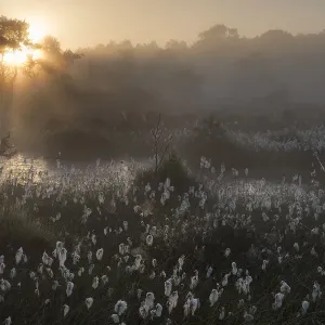 Common cottongrass (Eriophorum angustifolium) at dawn, Groot Schietveld, Wuustwezel Common cottongrass (Eriophorum angustifolium) at dawn, Groot Schietveld, Wuustwezel