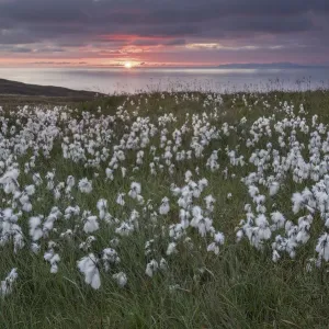 Common cottongrass Print, flowering at sunrise Common cottongrass Print, flowering at sunrise