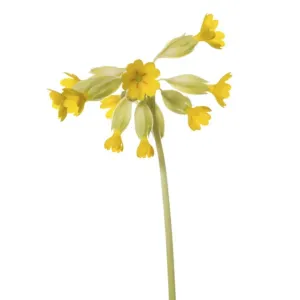 Yellow Common Cowslip Print Yellow Common Cowslip Print