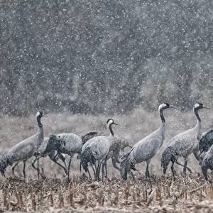 Common crane (Grus grus) flock feeding in field in snow, Champagne, France, February