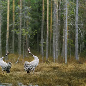 Common cranes displaying by woodland {Grus grus} Finland