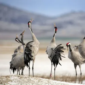 Common cranes {Grus grus} calling with heads raised in air, Laguna de Gallocanta