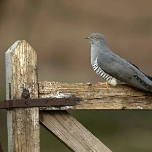 Common Cuckoo (Cuculus canorus) perched on gate Surrey, England, UK. April