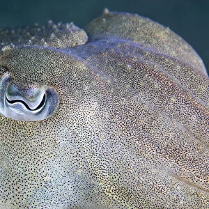 Common cuttlefish (Sepia officinalis) close up of face, Channel Islands, UK July