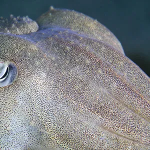 Common cuttlefish (Sepia officinalis) close up of face, Channel Islands, UK July