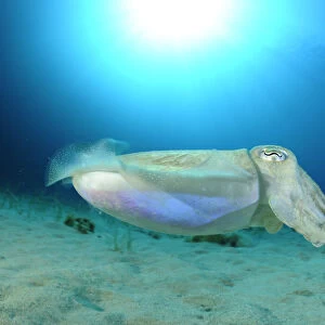 Common cuttlefish (Sepia officinalis) profile, Malta, Mediteranean, May 2009