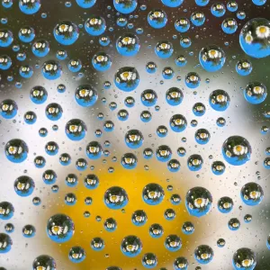 Common Daisies (Bellis perennis) reflected in water droplets Common Daisies (Bellis perennis) reflected in water droplets