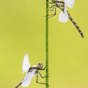Common darter dragonflies Print, two females resting on reed Common darter dragonflies Print, two females resting on reed