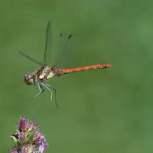 Common Darter (Sympetrum striolatum) in flight, Brasschaat, Belgium Common Darter (Sympetrum striolatum) in flight, Brasschaat, Belgium