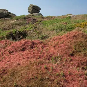 Common dodder parasitic on Gorse Print, Land's End, Cornwall Common dodder parasitic on Gorse Print, Land's End, Cornwall