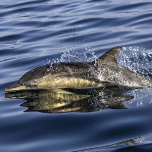 Common dolphin (Delphinus delphis) porpoising at the surface to breathe, Inner Hebrides