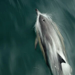 Common dolphin (Delphinus delphis) bow-riding, near South Uist, Outer Hebrides, Scotland
