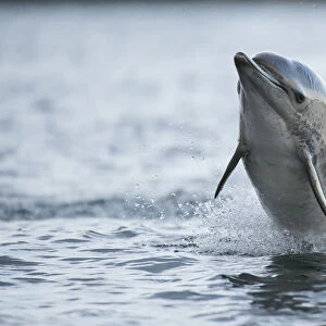 Common dolphin (Delphinus delphis) jumping out the water, Shetland, Scotland, UK, January