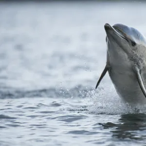 Common dolphin (Delphinus delphis) jumping out the water, Shetland, Scotland, UK, January