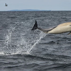 Common dolphin (Delphinus delphis) leaping out of sea, Isle of Coll, Inner Hebrides