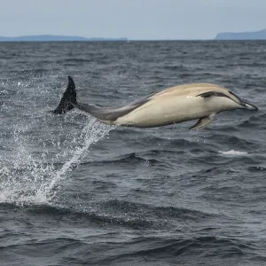 Common dolphin leaping out of the sea, Isle of Coll Print Common dolphin leaping out of the sea, Isle of Coll Print