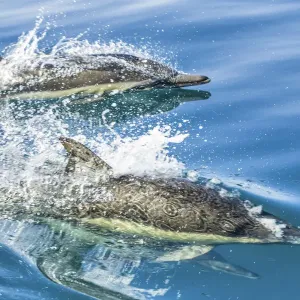 Le dauphin commun (Delphinus delphis) en reflet lorsqu'il nage à la surface de l'océan. Le dauphin commun (Delphinus delphis) en reflet lorsqu'il nage à la surface de l'océan.