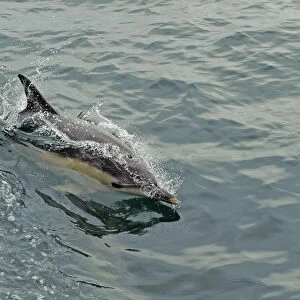 Common dolphin (Delphinus delphis) at surface, near South Uist, Outer Hebrides, Scotland