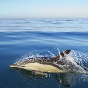 Dauphin commun (Delphinus delphis) émergeant, océan Atlantique, Portugal, septembre. Dauphin commun (Delphinus delphis) émergeant, océan Atlantique, Portugal, septembre.