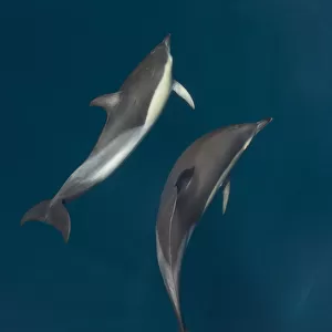 Common dolphins (Delphinus delphis) pair in mating ritual, Atlantic ocean, Portugal, July