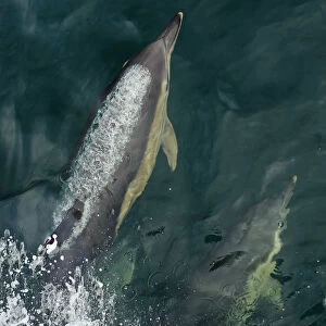 Common dolphins (Delphinus delphis) bow-riding, near South Uist, Outer Hebrides, Scotland