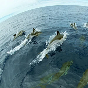 Common dolphins (Delphinus delphis) surfacing, Fisheye lens. Pico, Azores, Portugal
