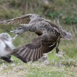 Common eider duck (Somateria mollissima) female defending her nest from arctic fox