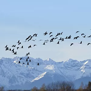 Common / Eurasian crane (Grus grus) flock in flight with snow topped Pyrenees mountains