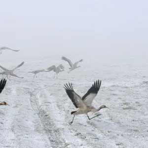 Common / Eurasian cranes (Grus grus) small flock of juveniles taking flight over the frozen