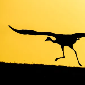 Common / Eurasian cranes (Grus grus) taking flight for roasting site, at sunset, silhouetted