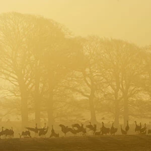 Common / Eurasian cranes (Grus grus) silhouetted on ground in front of trees at sunrise