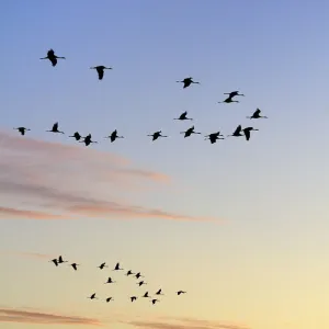 Common / Eurasian cranes (Grus grus) flying from roost site at sunrise, silhouetted