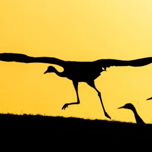 Silhouetted Common Cranes in Flight Print Silhouetted Common Cranes in Flight Print