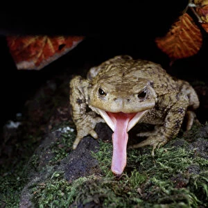Common European Toad (Bufo bufo) catching prey, sequence 2 / 2, captive, UK