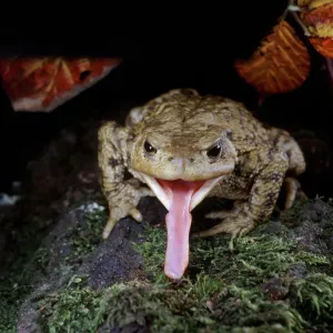 Common European Toad (Bufo bufo) catching prey, sequence 2 / 2, captive, UK Common European Toad (Bufo bufo) catching prey, sequence 2 / 2, captive, UK