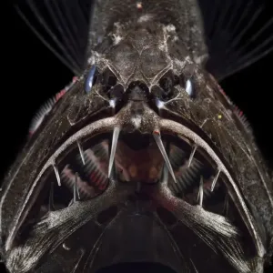 Common fangtooth Print - Deep Sea Fish from Atlantic Ocean