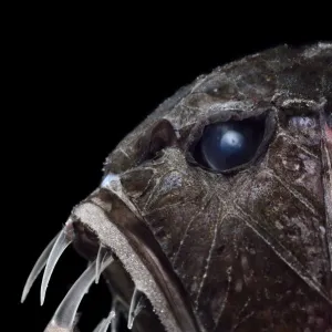 Common fangtooth (Anoplogaster cornuta) portrait, deep sea species from Atlantic