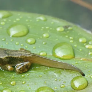 Common frog froglet {Rana temporaria} with tail, Scotland UK