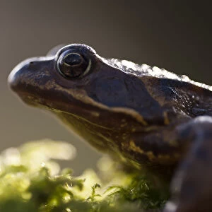 Common frog {Rana temporaria}, backlit portrait, Cornwall, UK. January 2012