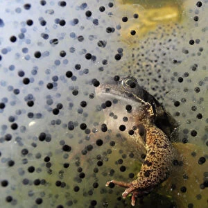Common frog (Rana temporaria) and frogspawn in a garden pond, Surrey, England, UK, March