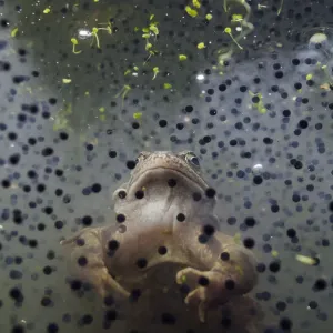 Coldharbour Pond Print: Common Frog and Frogspawn Coldharbour Pond Print: Common Frog and Frogspawn
