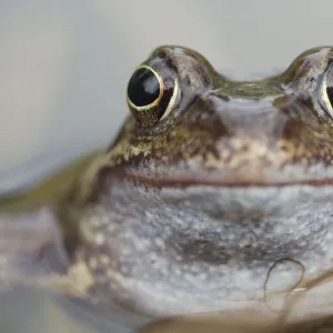 Common frog (Rana temporaria) in garden pond, Warwickshire, England, UK, March